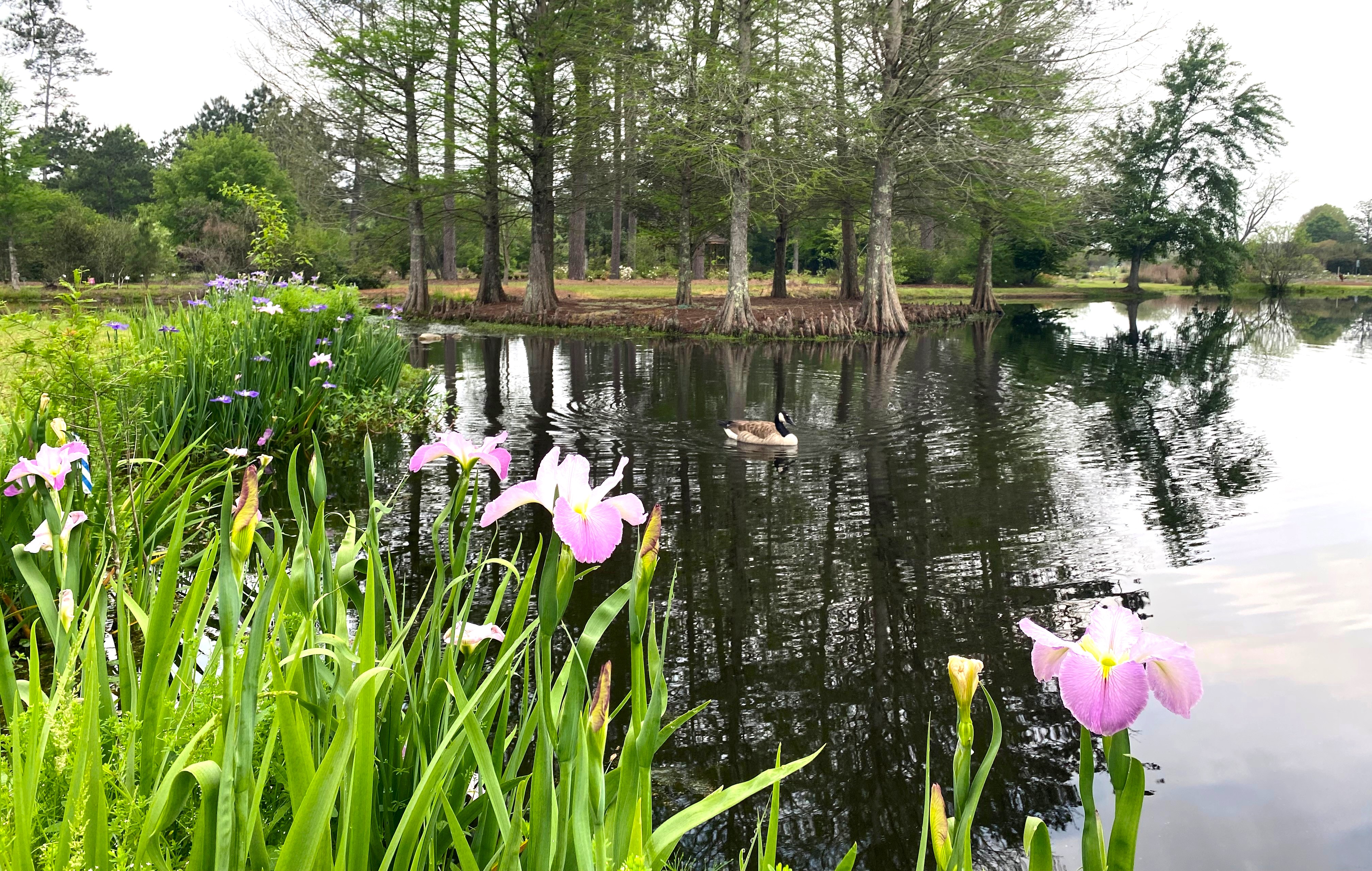  Pink flowers on a plant next to a pond with a duck. 